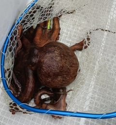 タコの釣果
