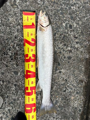 アメマスの釣果