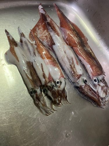 ヤリイカの釣果