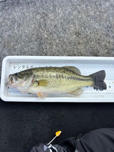 ラージマウスバスの釣果