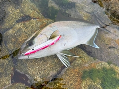 ショゴの釣果
