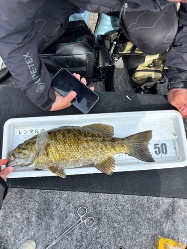 スモールマウスバスの釣果