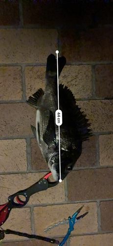 チヌの釣果