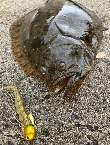 ヒラメの釣果