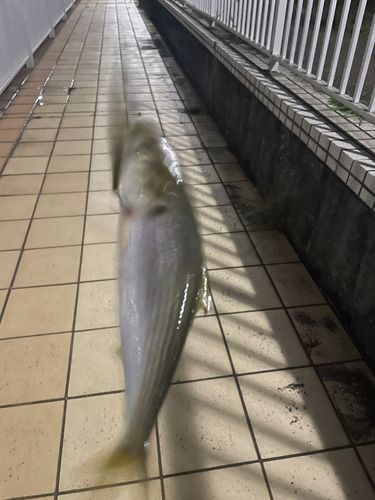コノシロの釣果