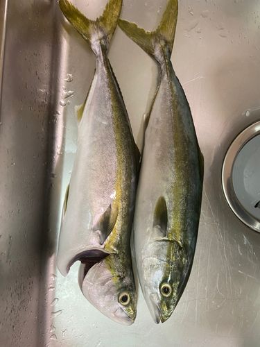 イナダの釣果