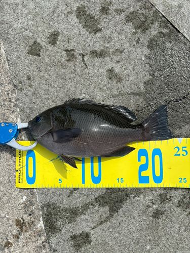 メジナの釣果
