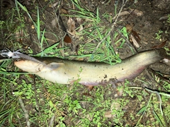 ナマズの釣果
