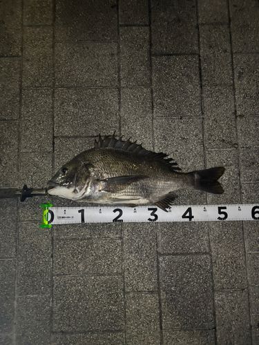 チヌの釣果