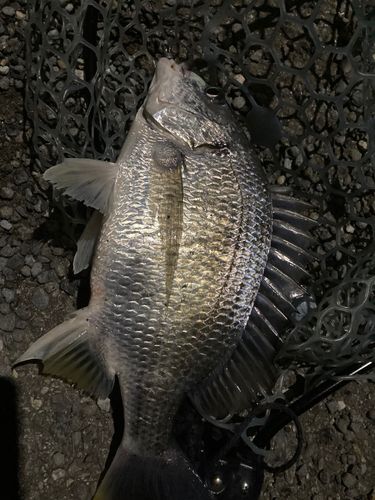 キビレの釣果