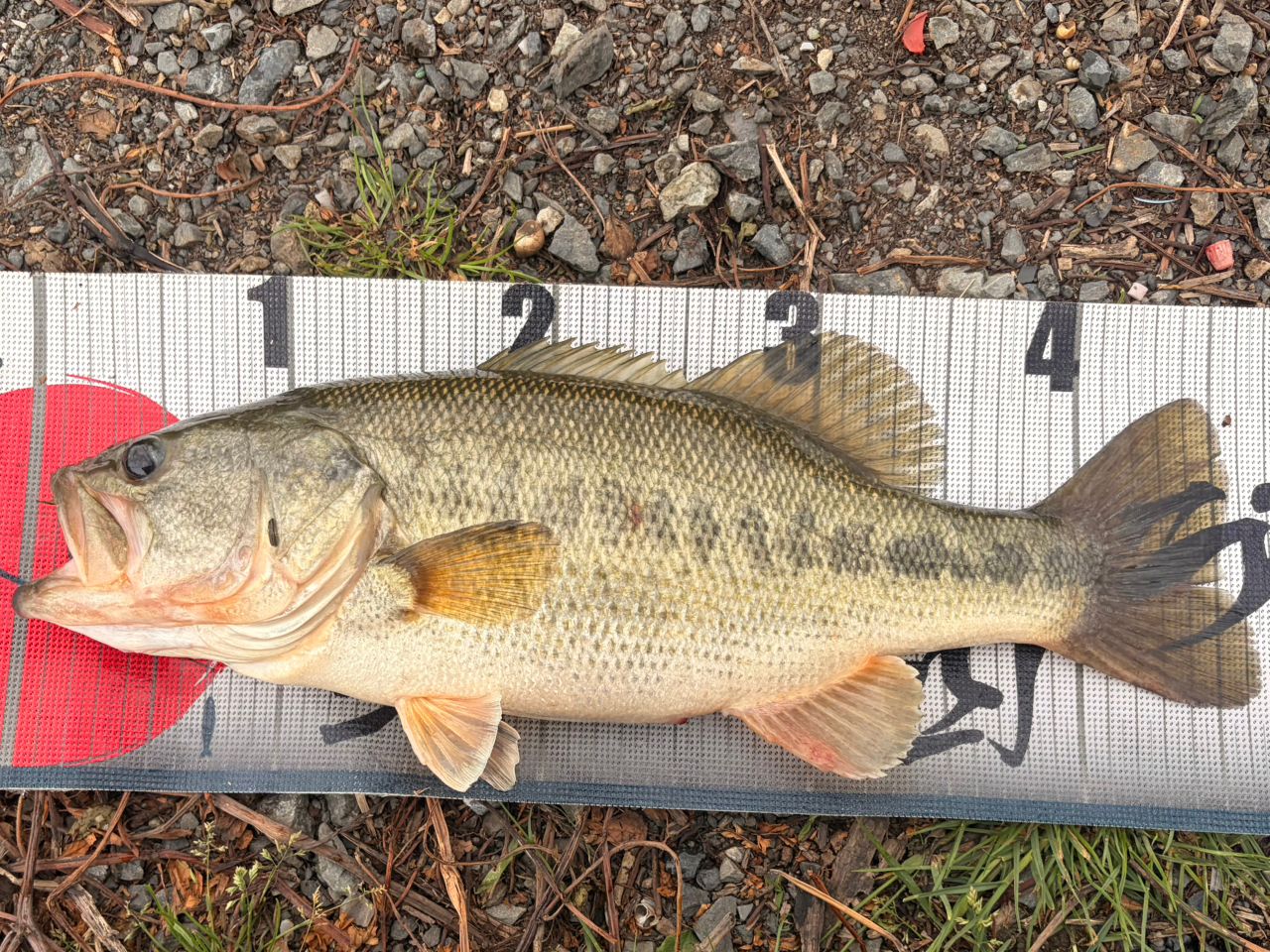DAIWA 21ブレイゾン S64L-2・STの最安値・インプレ・釣果 | 本音の