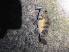 シロメバルの釣果