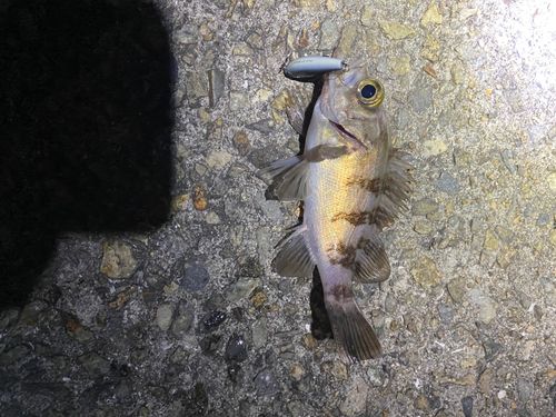 シロメバルの釣果
