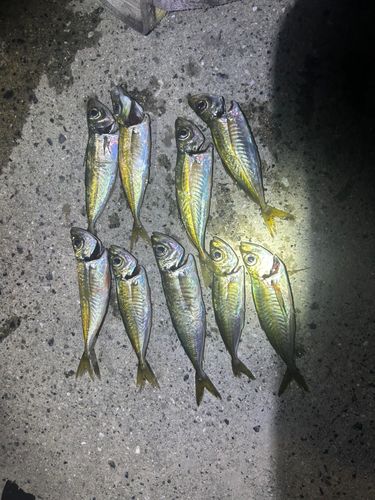 アジの釣果