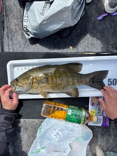スモールマウスバスの釣果