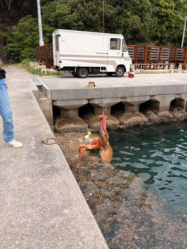 イイダコの釣果
