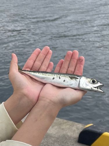 サバの釣果