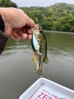 ラージマウスバスの釣果