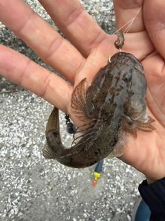 ウロハゼの釣果
