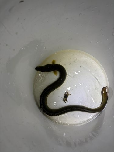 ニホンウナギの釣果