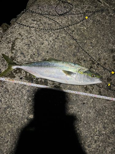 ヤズの釣果