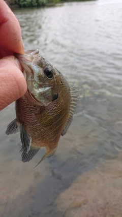 ブルーギルの釣果