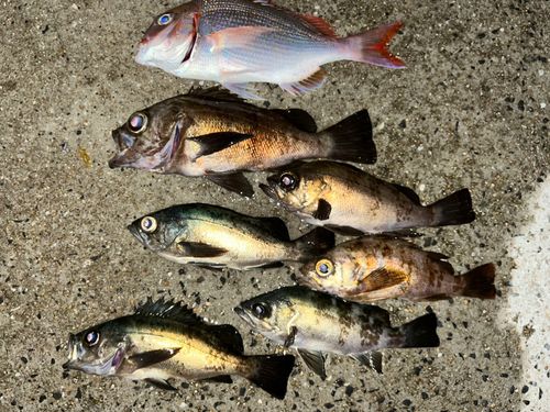 メバルの釣果