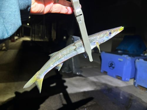カマスの釣果