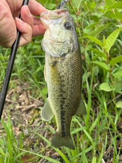 ブラックバスの釣果