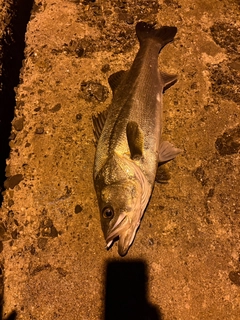 スズキの釣果