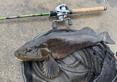 アイナメの釣果