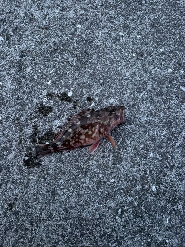 カサゴの釣果