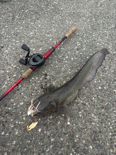 マナマズの釣果