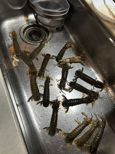 シャコエビの釣果