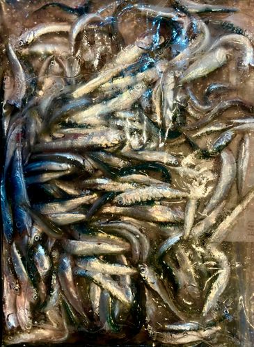 チアユの釣果