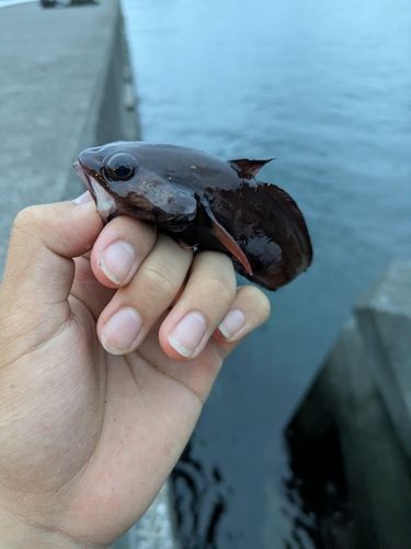 ドンコの釣果