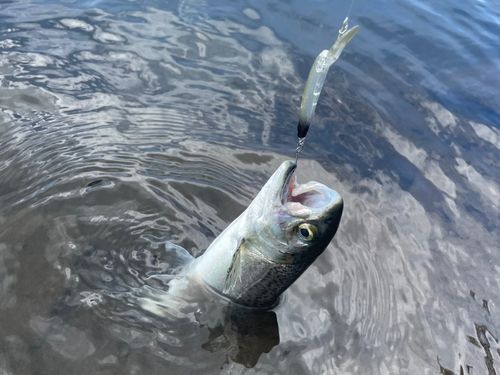 レインボートラウトの釣果
