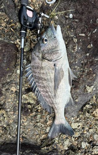 チヌの釣果