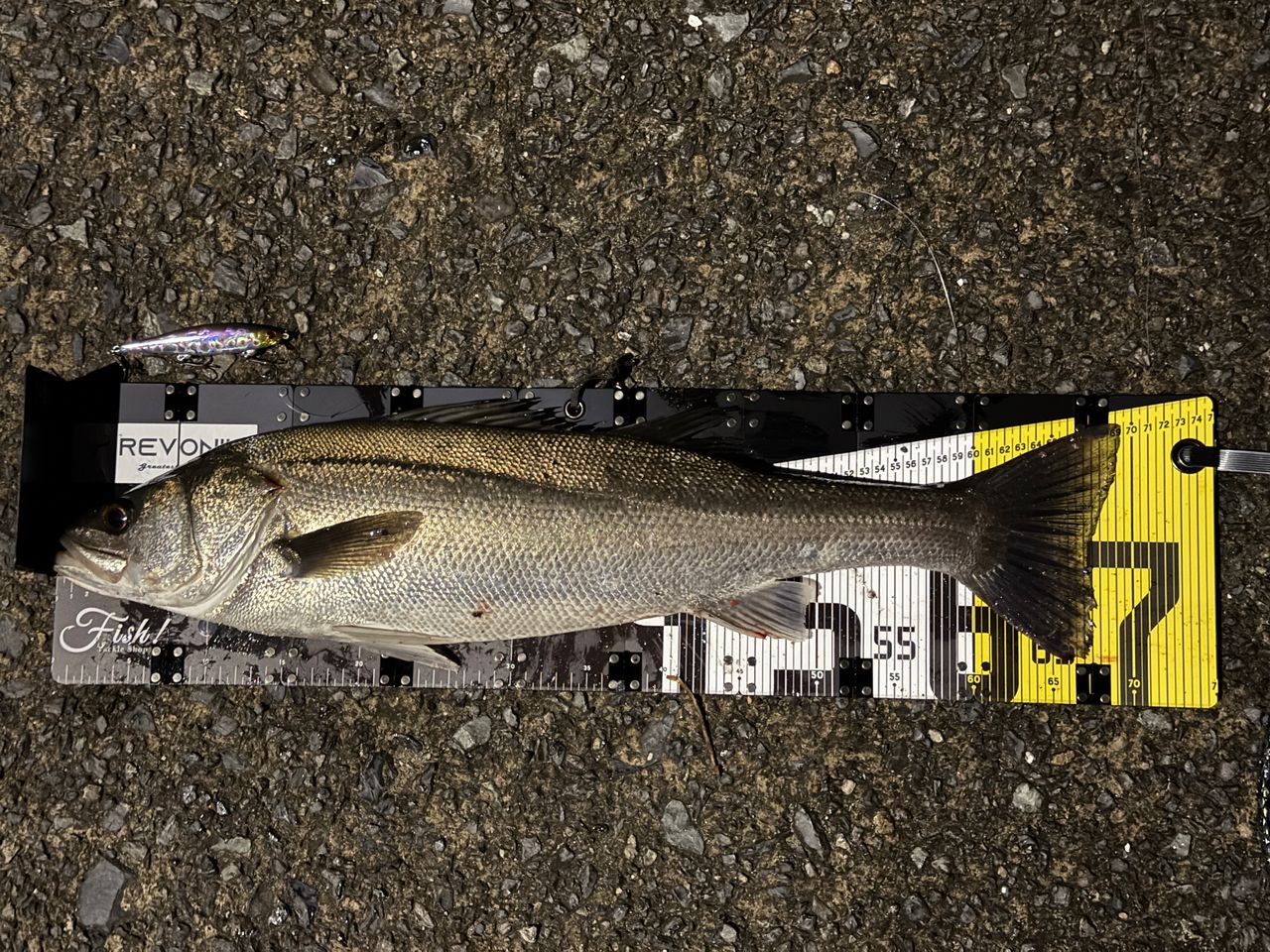 SHIMANO 19ヴァンキッシュ 3000MHGの最安値・インプレ・釣果 | 本音の