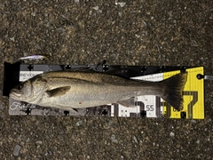 シーバスの釣果
