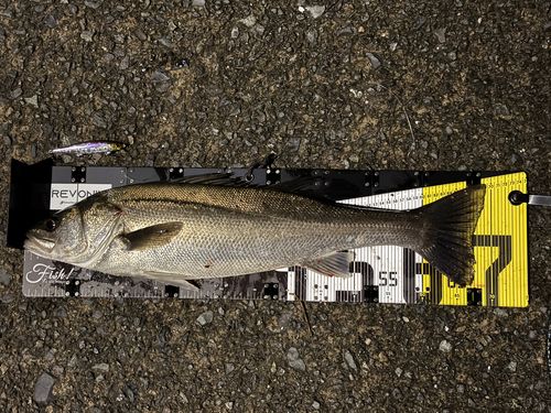 シーバスの釣果
