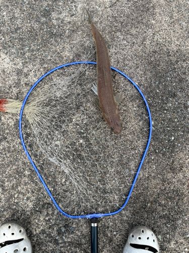 エソの釣果
