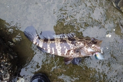 ヤイトハタの釣果