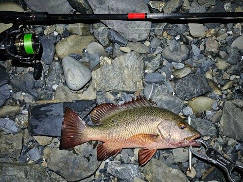 ゴマフエダイの釣果