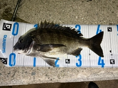 クロダイの釣果