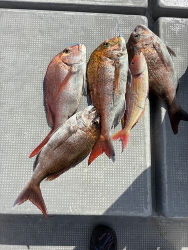 GTの釣果