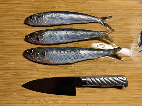 イワシの釣果