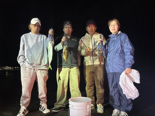 メバルの釣果