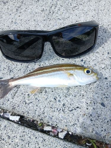 シマイサキの釣果