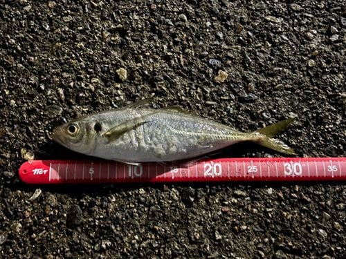 アジの釣果